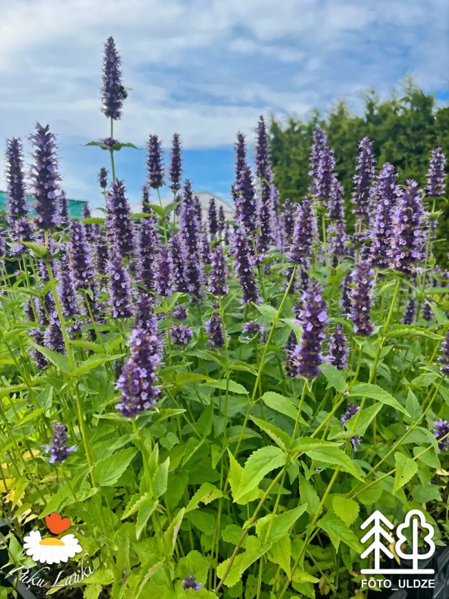 Agastache   'Blackadder'